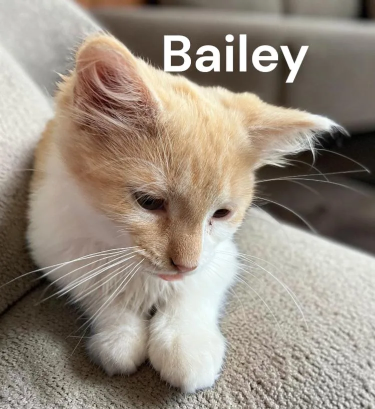 Bailey thumbnail 2