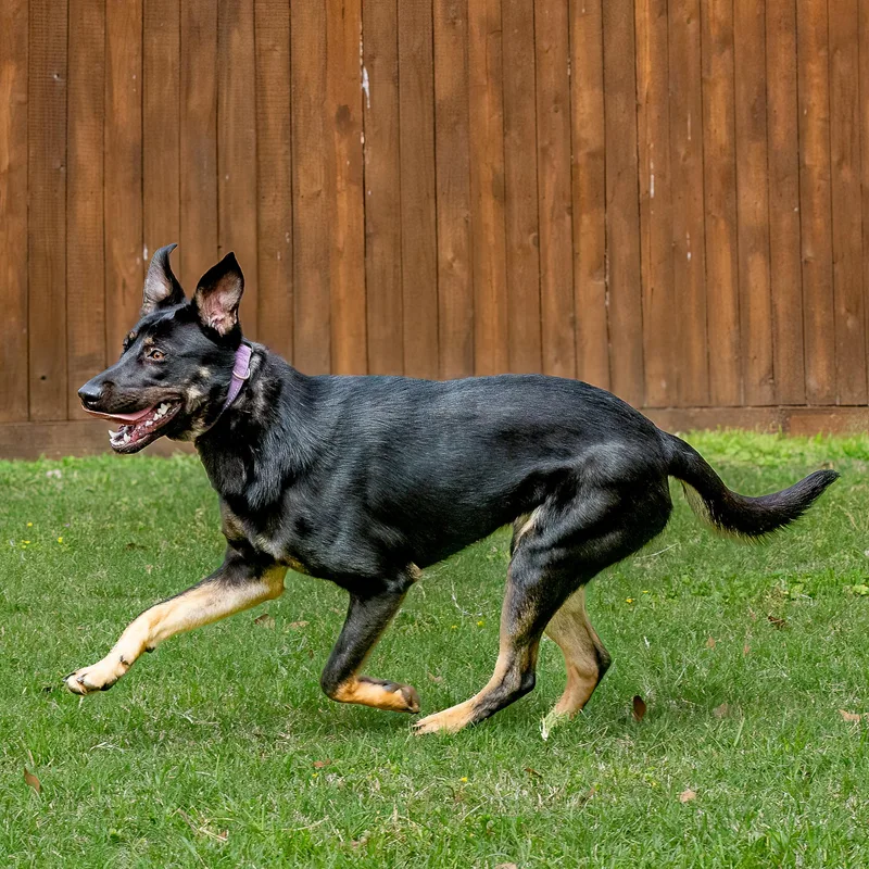 A young medium-sized female Black German Shepherd Dog dog named Piquillo for adoption in Tomball, TX