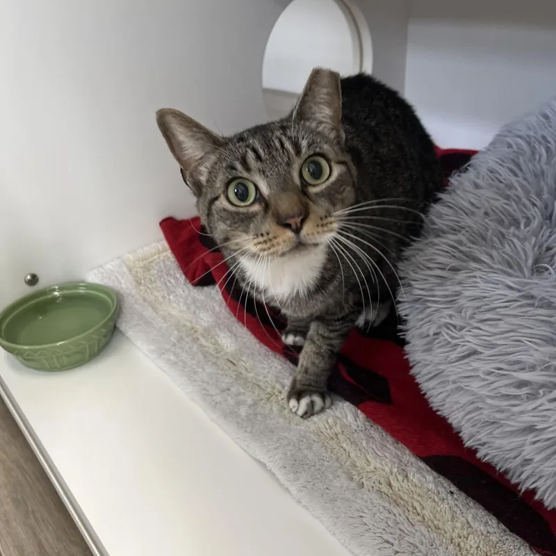 An adult large-sized female Domestic Short Hair cat named Miley for adoption in Jupiter, FL