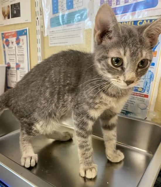 A baby small-sized male Domestic Short Hair cat named Mickey for adoption in Fort Myers, FL