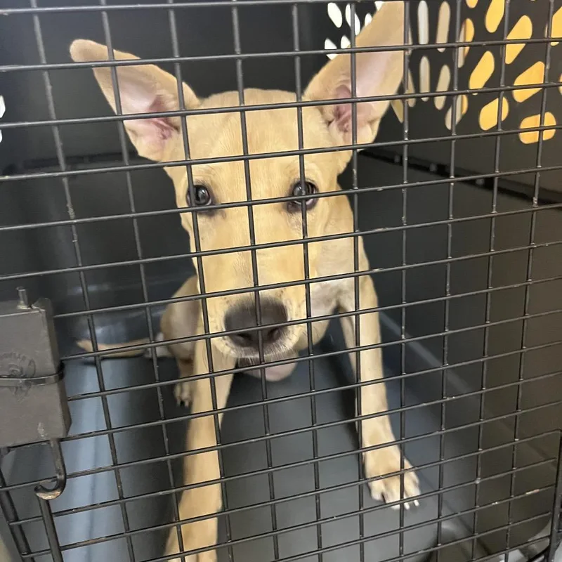 A baby medium-sized male Golden Labrador Retriever dog named Buddy for adoption in Palestine, TX