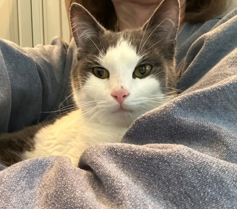 A young medium-sized male Gray & White Domestic Short Hair cat named Joe Malone for adoption in Johnson City, TN