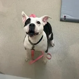 A senior small-sized female White / Cream Pit Bull Terrier dog named Wanda for adoption in Lynchburg, VA