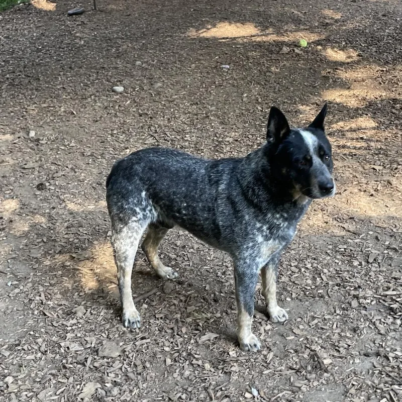 Banjo