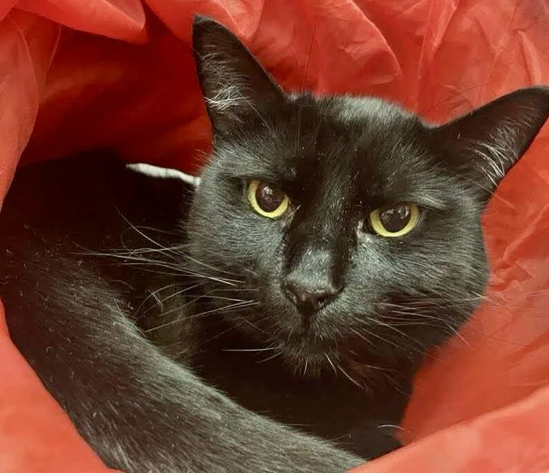 An adult large-sized female Black American Shorthair cat named Lily for adoption in Vacaville, CA