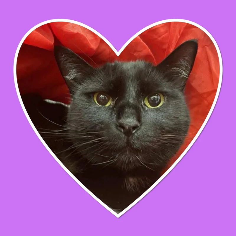 Lily thumbnail 3