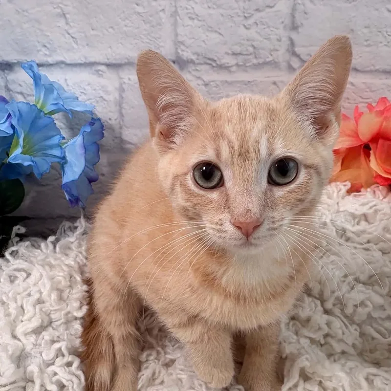 A baby small-sized female Buff / Tan / Fawn Domestic Short Hair cat named Butterbean for adoption in Harrisonburg, VA