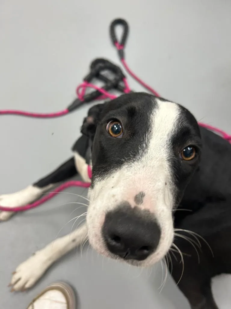 A baby medium-sized female Mountain Cur dog named Great White for adoption in Hartsville, SC