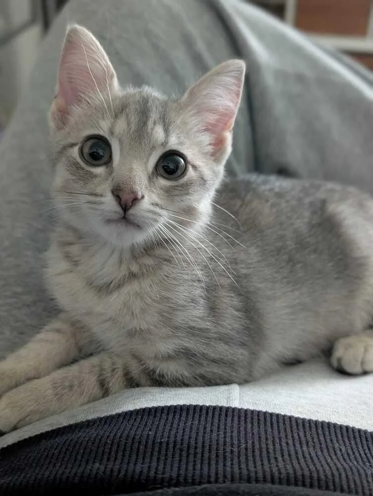 A baby small-sized female Gray / Blue / Silver Domestic Short Hair cat named Dory for adoption in Milton, DE