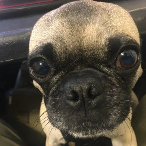 Peanut