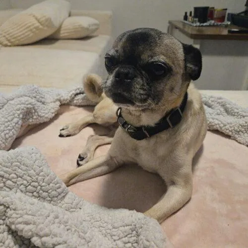 Peanut thumbnail 2