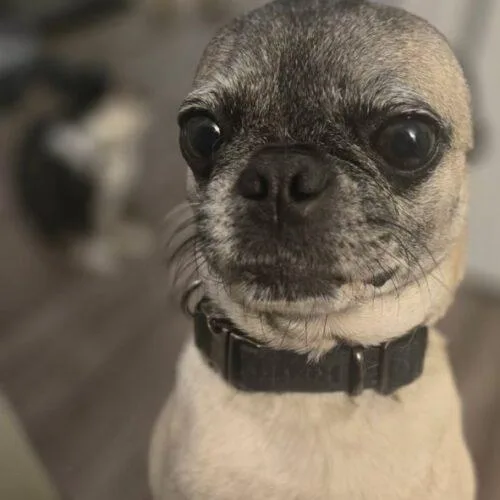 Peanut thumbnail 3