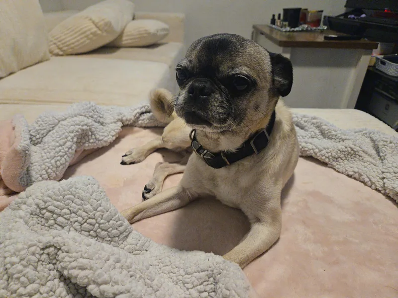 Peanut thumbnail 5