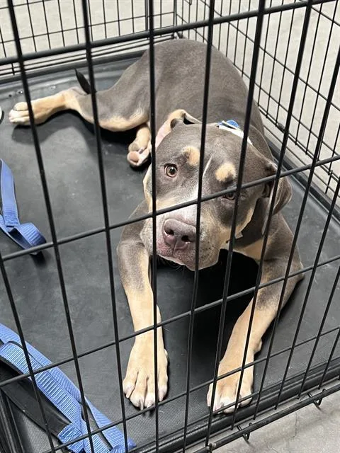 A young large-sized male Pit Bull Terrier dog named Joeseph for adoption in Las Vegas, NV