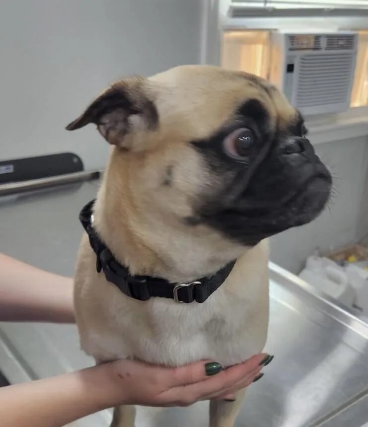 A young small-sized female Apricot / Beige Pug dog named Della for adoption in Washington, DC