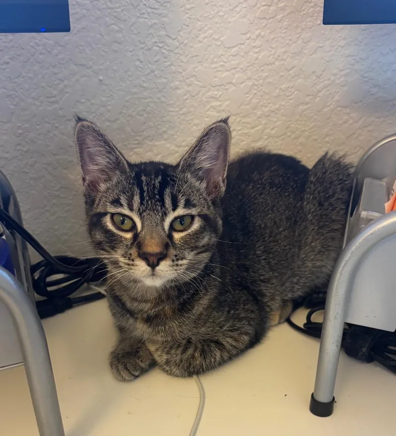 A baby medium-sized female Domestic Short Hair cat named Sherrard for adoption in Fort Lupton, CO