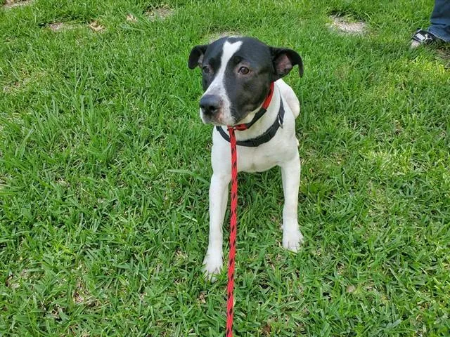 A young medium-sized male Pit Bull Terrier dog named Sirloin for adoption in Garland, TX