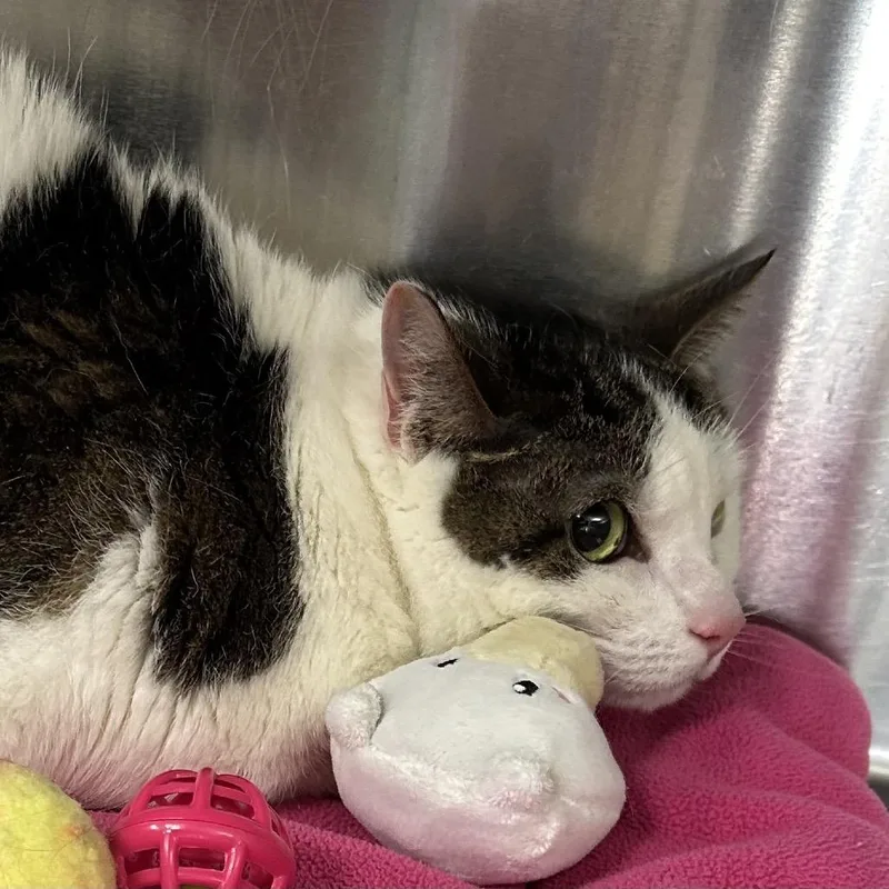 A senior small-sized female Brown / Chocolate Domestic Short Hair cat named Bailey for adoption in Hannibal, MO
