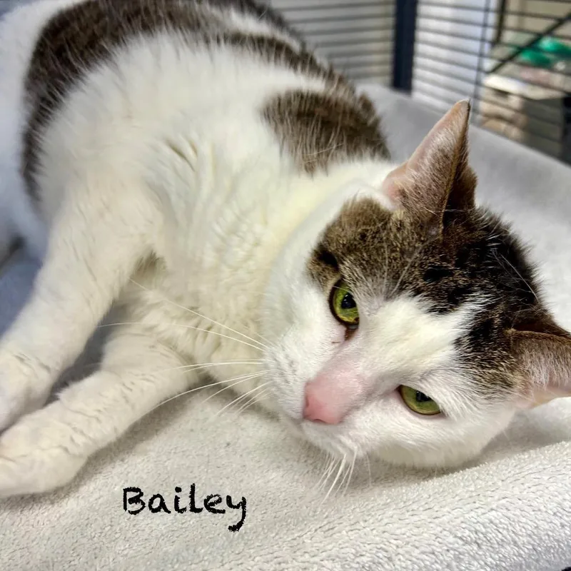 Bailey thumbnail 2