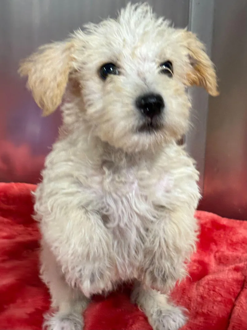 A young small-sized female Terrier dog named Coriander for adoption in Portland, ME