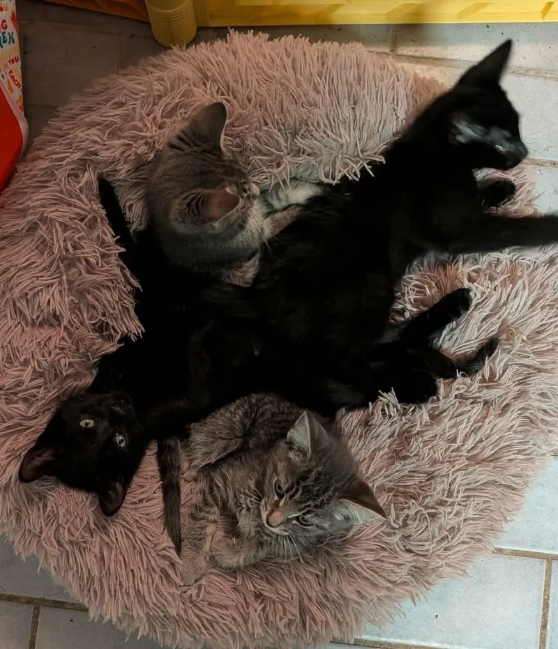 A baby medium-sized male Domestic Short Hair cat named Fantastic for adoption in Manchester, CT