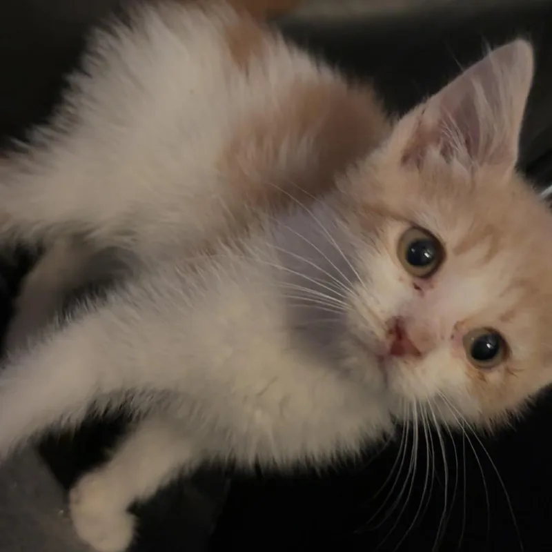 A baby small-sized female Orange / Red Domestic Short Hair cat named Jasmine for adoption in Edwards, IL