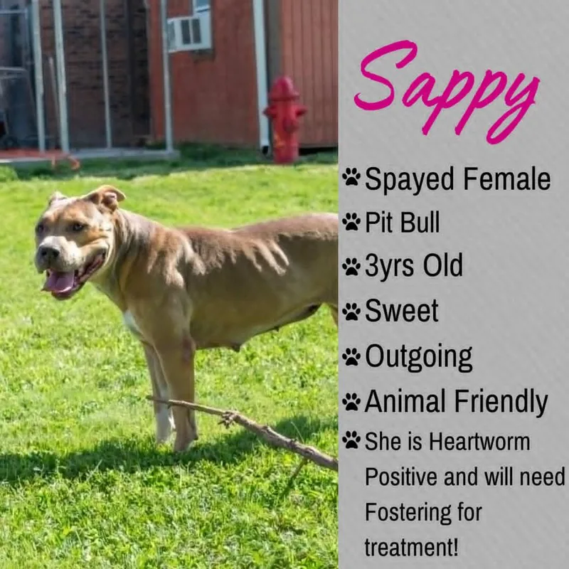 An adult medium-sized female Yellow / Tan / Blond / Fawn Pit Bull Terrier dog named Sappy for adoption in Junction City, KS