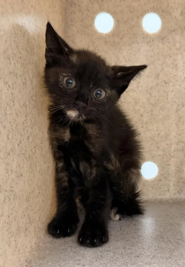 A baby small-sized female Domestic Short Hair cat named Victoria for adoption in Ridgewood, NY