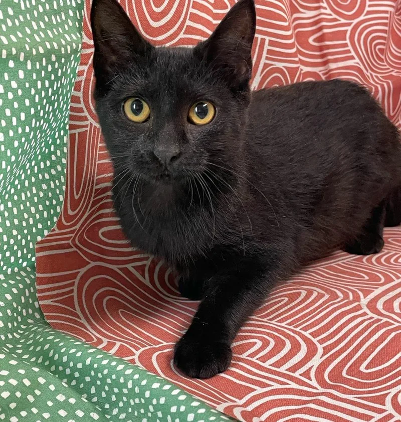 A baby small-sized female Domestic Short Hair cat named Beep Boop for adoption in Omaha, NE