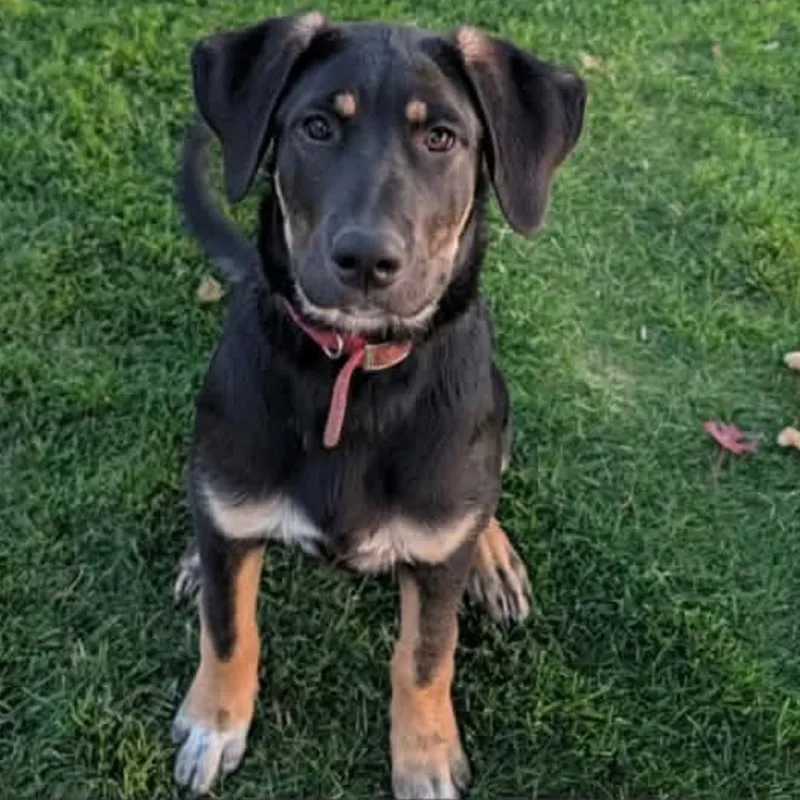 A baby large-sized female Black Mixed Breed dog named Molly for adoption in Tacoma, WA