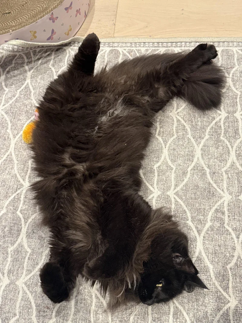 An adult medium-sized female Turkish Angora cat named Sushi for adoption in Somerville, MA