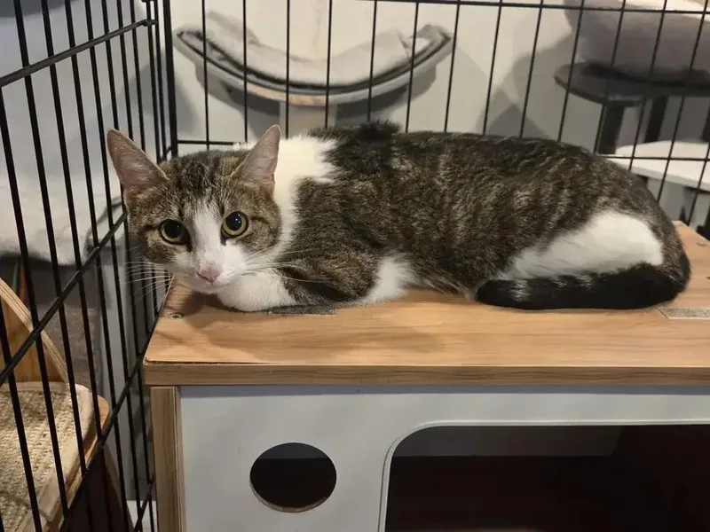 An adult medium-sized female Domestic Short Hair cat named Barbie for adoption in Grand Rapids, MI