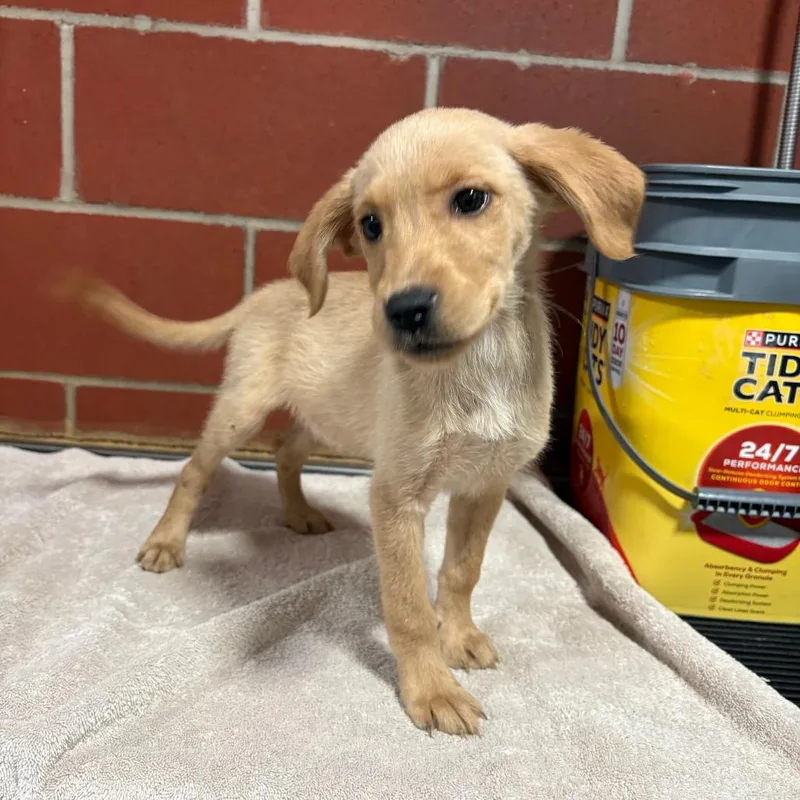 A baby small-sized female Yellow / Tan / Blond / Fawn Golden Retriever dog named Hazel for adoption in Cabot, AR