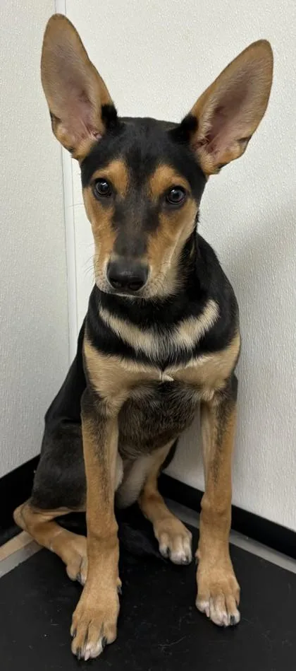 An adult medium-sized female Shepherd dog named Ursa for adoption in Phoenix, AZ