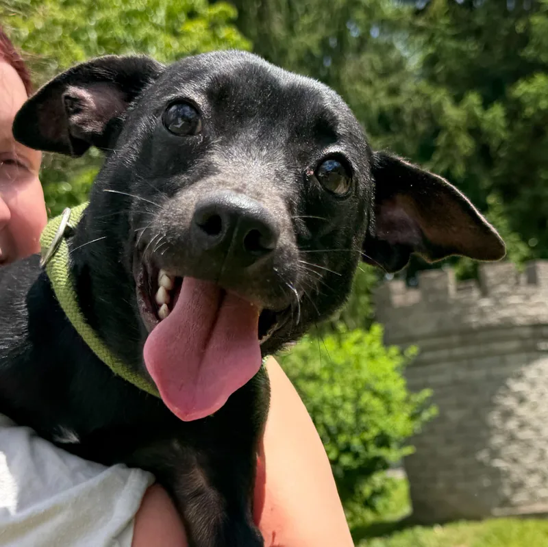 A baby medium-sized male Black Terrier dog named Ben for adoption in Latrobe, PA