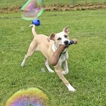 A baby large-sized male Yellow / Tan / Blond / Fawn Mixed Breed dog named Flapjack for adoption in Ithaca, NY