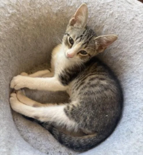 A baby small-sized male Domestic Short Hair cat named Bambi for adoption in San Pedro, CA