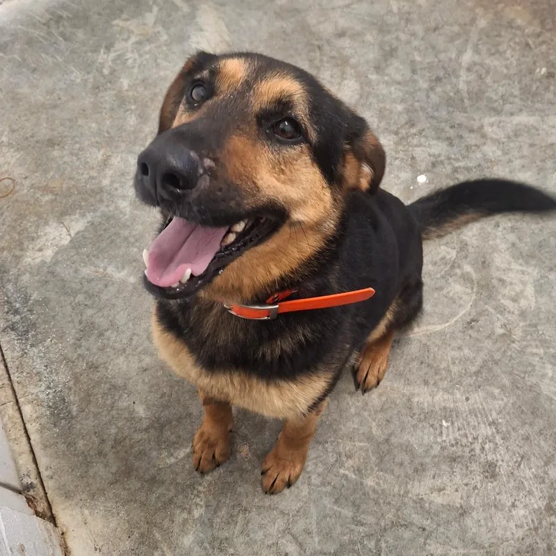 An adult medium-sized female Bicolor Shepherd dog named Dottie for adoption in Sulphur, KY