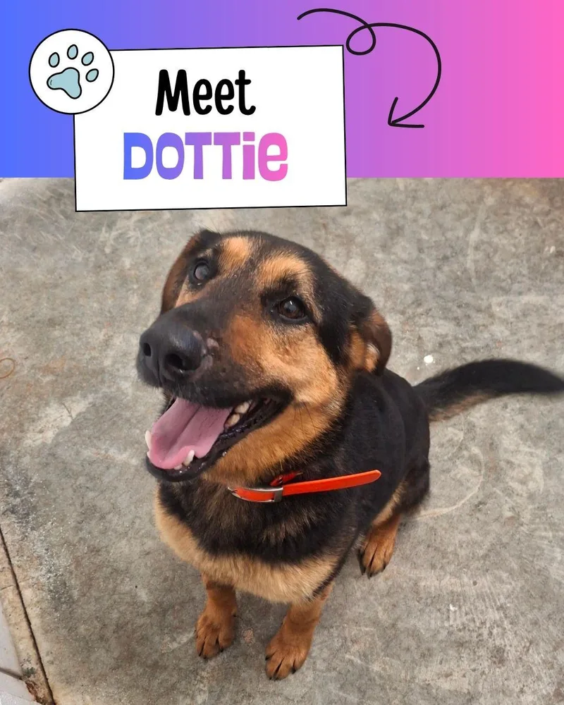 Dottie thumbnail 2