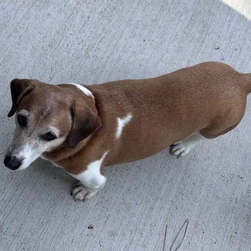Daisy Mae