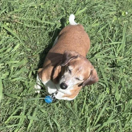 Daisy Mae thumbnail 2