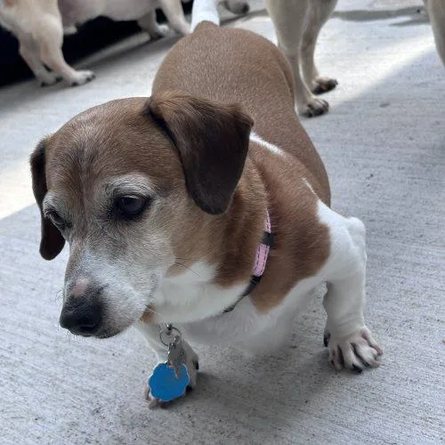 Daisy Mae thumbnail 4