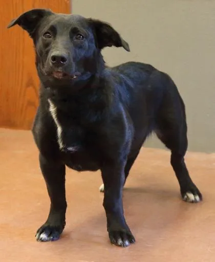 A young medium-sized female Black Corgi dog named Athena for adoption in Rapid City, SD