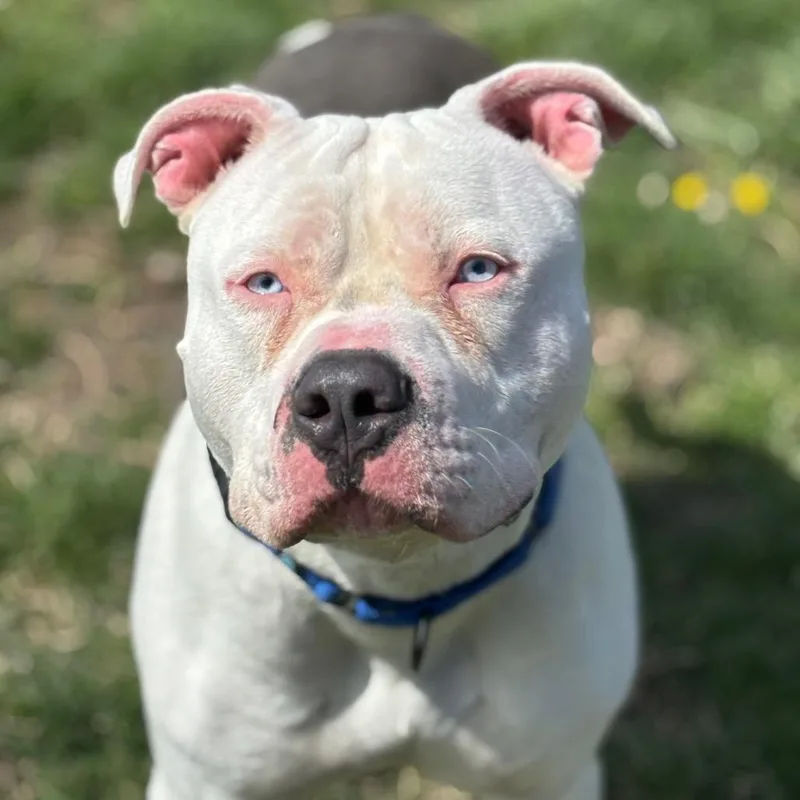 An adult large-sized male White / Cream Pit Bull Terrier dog named Earthquake for adoption in Columbia, MO