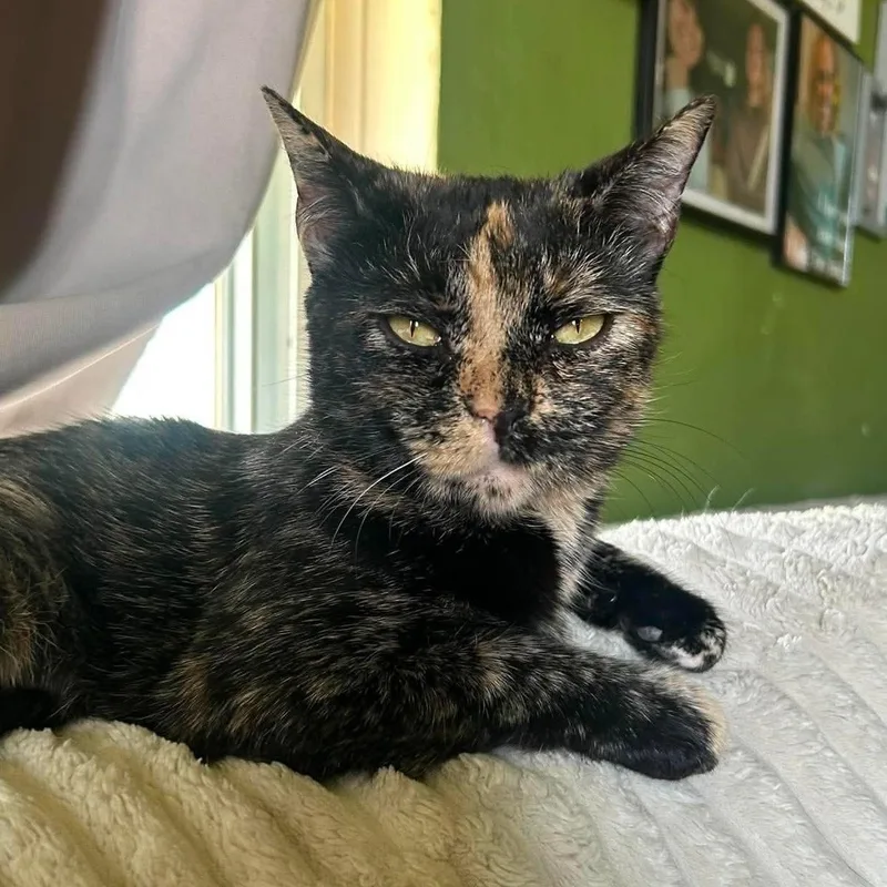 An adult medium-sized female Black & White / Tuxedo Domestic Short Hair cat named Velveeta for adoption in North Huntingdon, PA