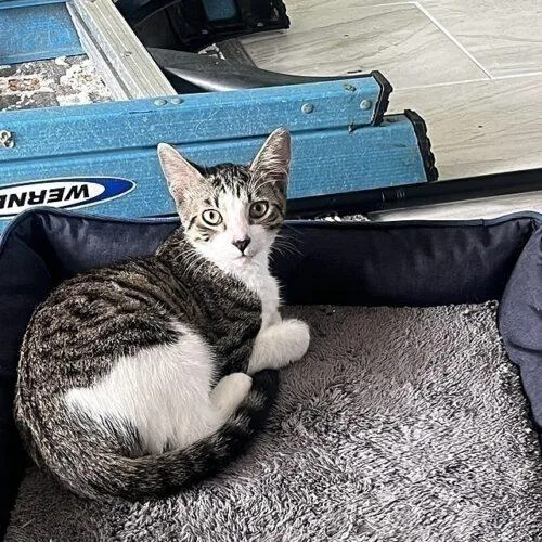 A young medium-sized male Domestic Short Hair cat named Elvis for adoption in Tampa, FL