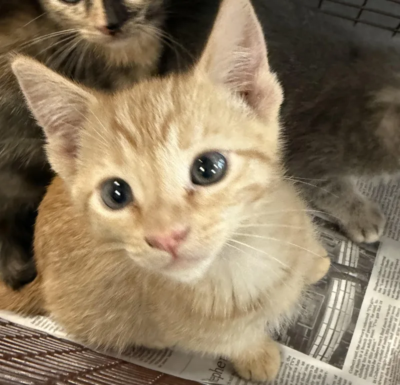 A baby small-sized male Domestic Short Hair cat named Summer for adoption in Los Angeles, CA