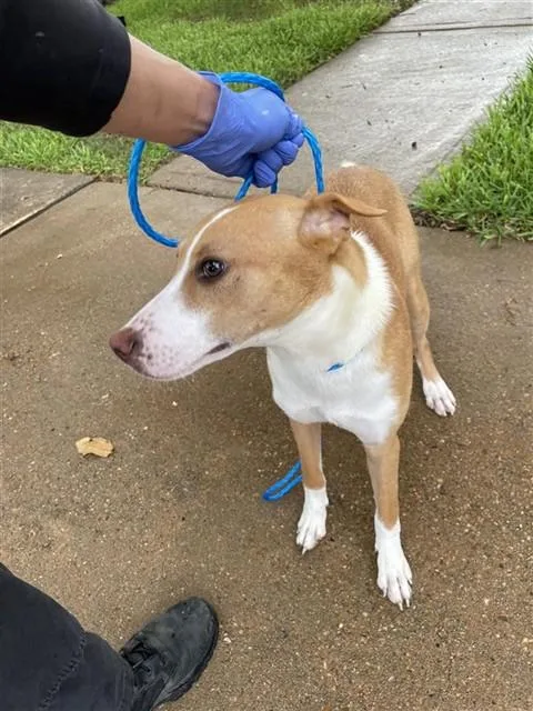 An adult medium-sized female Basenji dog named A for adoption in Houston, TX