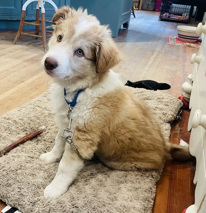 A baby medium-sized male Yellow / Tan / Blond / Fawn Australian Shepherd dog named Ziggy for adoption in Santa Rosa, CA
