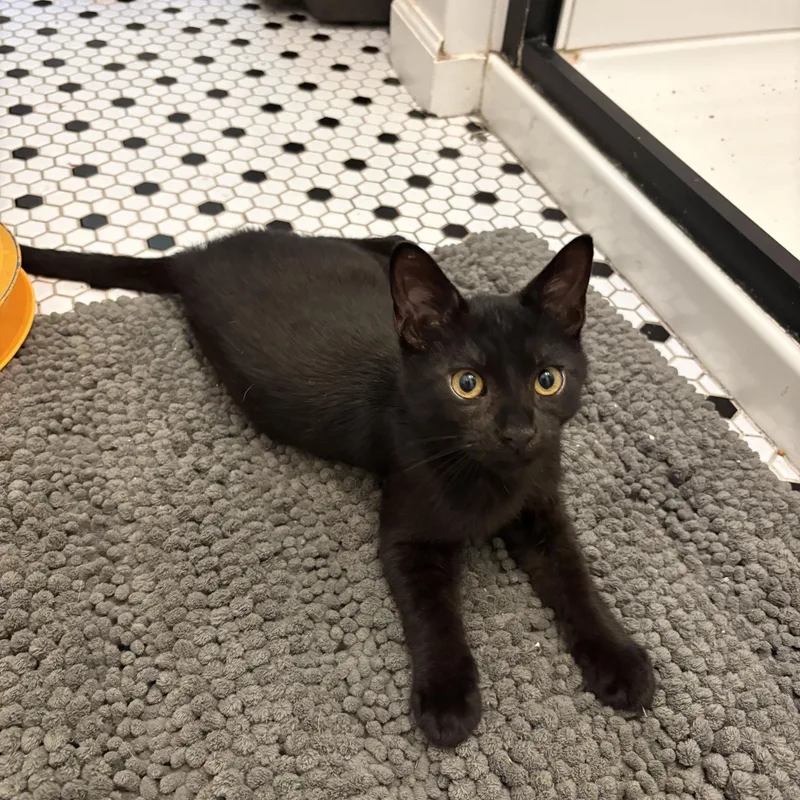 A baby small-sized male Black Domestic Short Hair cat named Nibbles for adoption in Oberlin, OH